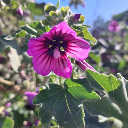 Ferienwohnung La Malva Ostia Antica Exterior foto